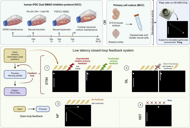 Original Figure 1 — DishBrain culture preparation and feedback arrangements
