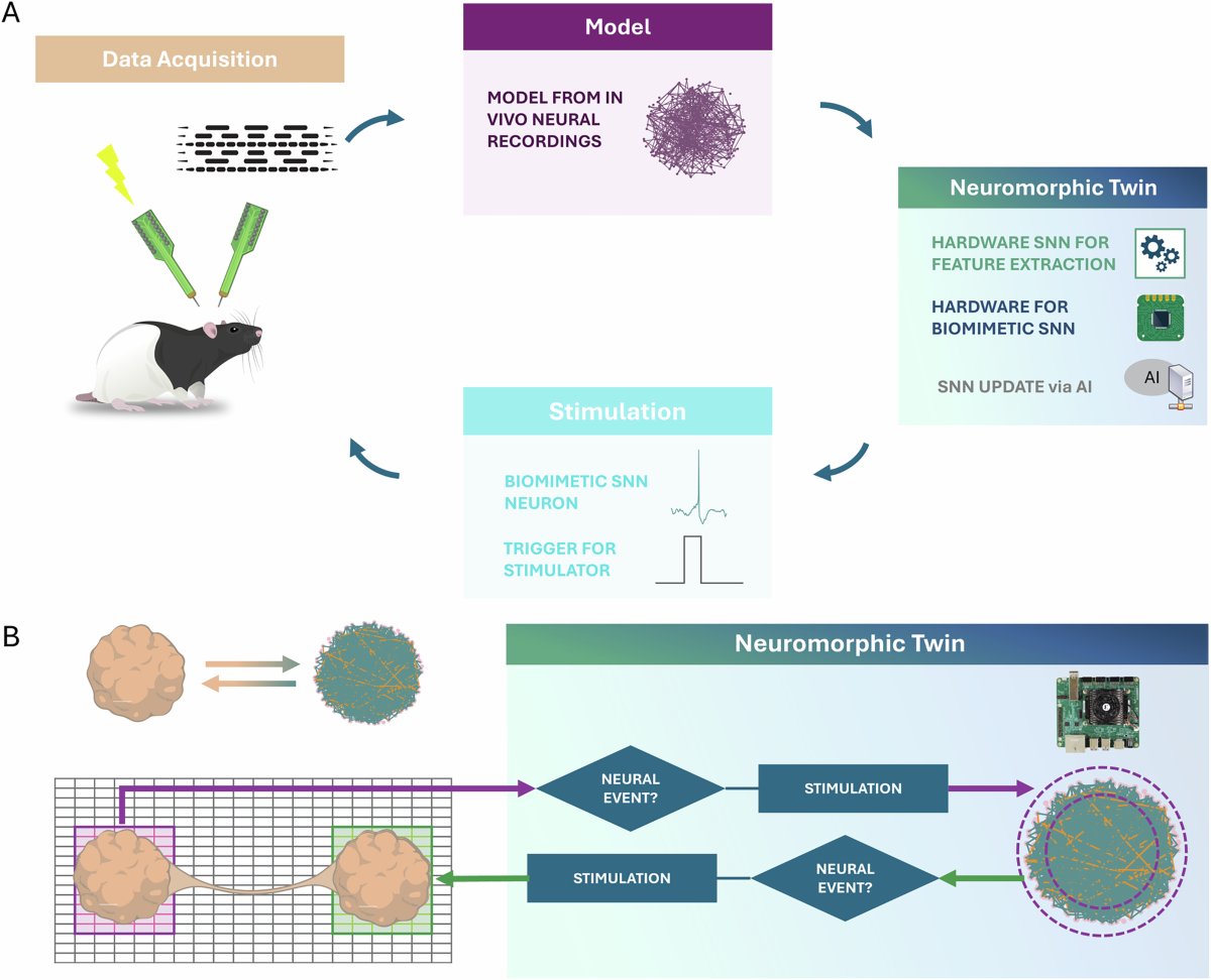 Figure 4: Brain and organoid applications