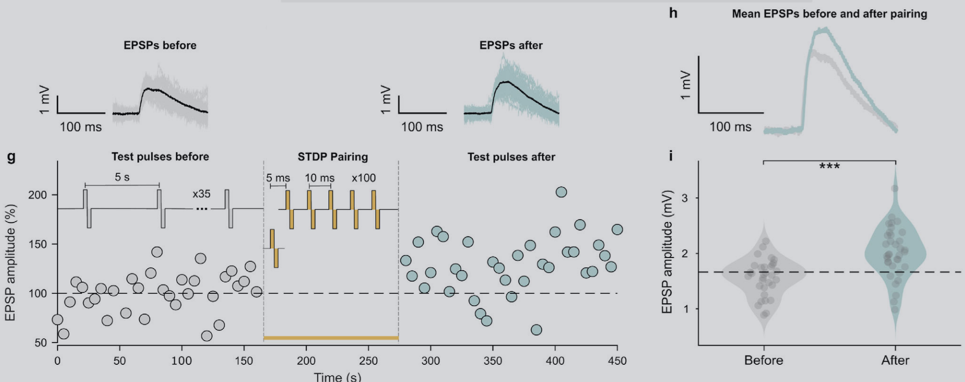 Experimental EPSP traces and statistics from original Figure 2g–i